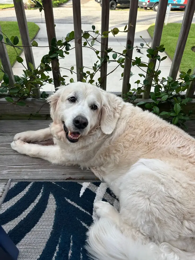 Golden retriever relaxing on a porch